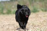 SCHIPPERKE 249